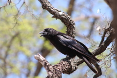 Corvus palmarum