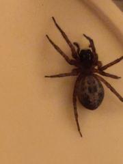 Amaurobius