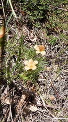 Turnera sidoides