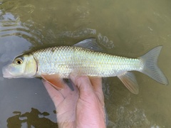 Moxostoma erythrurum