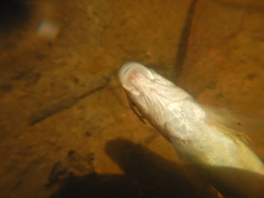 Campostoma oligolepis