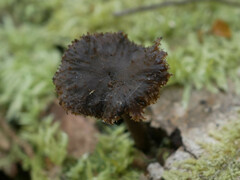 Auriscalpium umbella