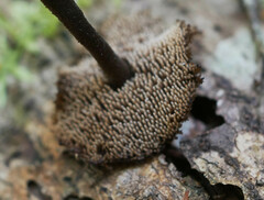 Auriscalpium umbella