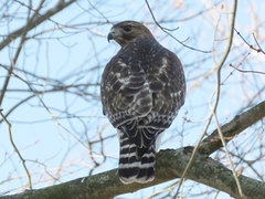 Buteo jamaicensis × lineatus
