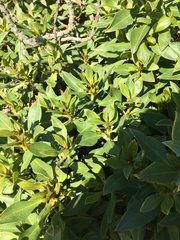 Myoporum laetum
