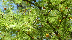 Brachygastra lecheguana