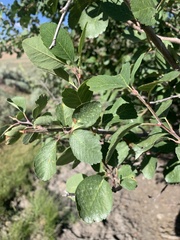 Amelanchier utahensis