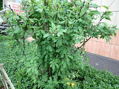Berberis vulgaris