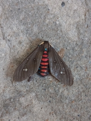 Euclera rubricincta