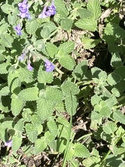 Nepeta × faassenii