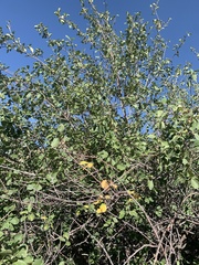 Amelanchier utahensis