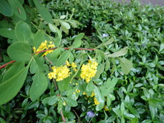 Berberis vulgaris