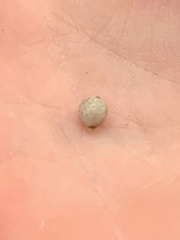 Caryomyia tuberculata