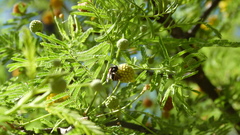 Brachygastra lecheguana