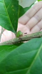 Smiliinae
