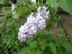 Syringa vulgaris