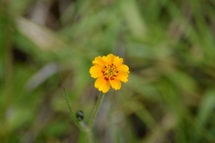 Tridax trilobata