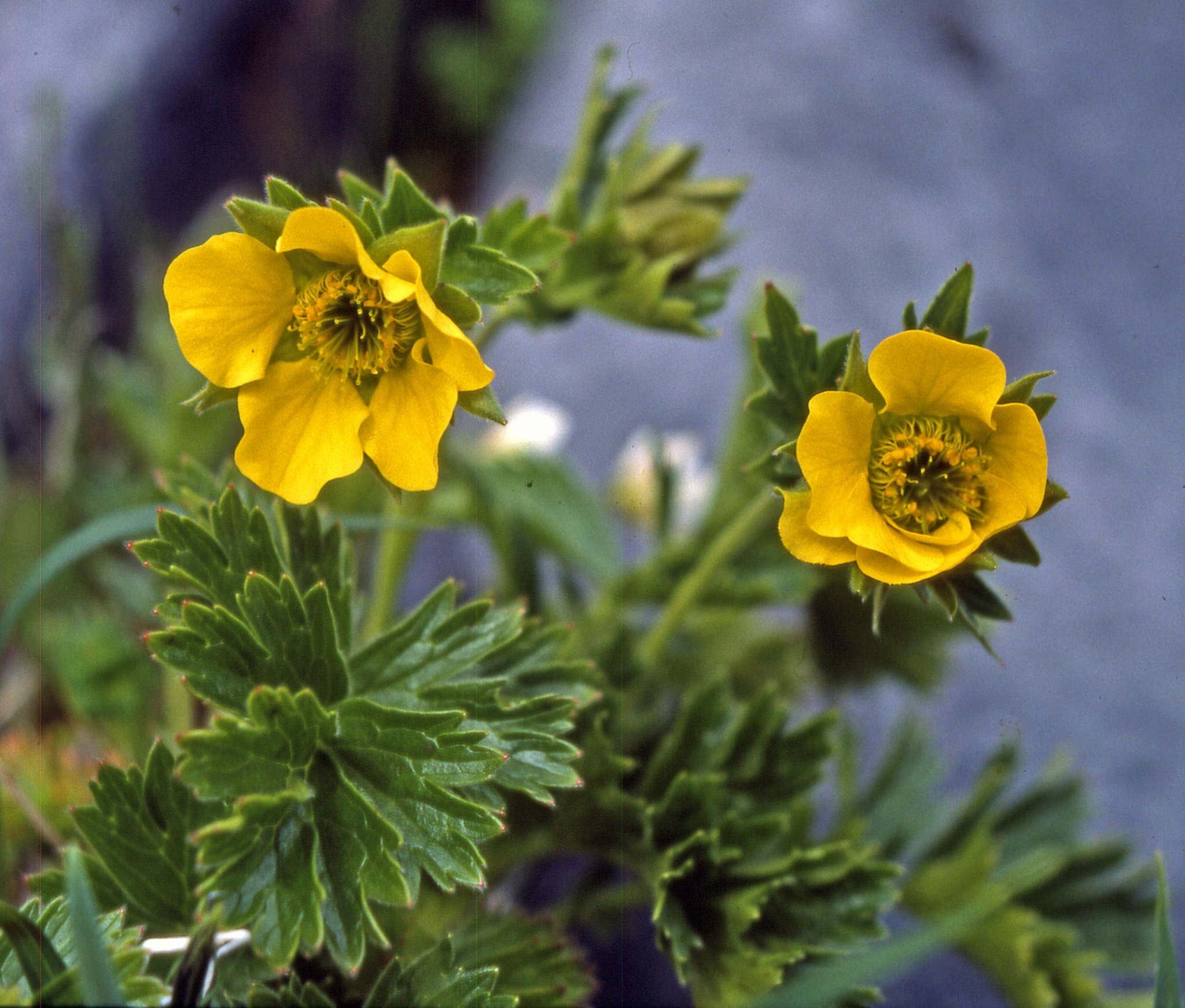 Geum schofieldii