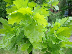 Quercus robur