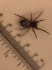Amaurobius