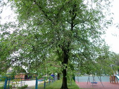 Ulmus pumila