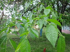 Ulmus pumila