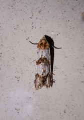 Phalonidia contractana