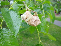 Ulmus pumila