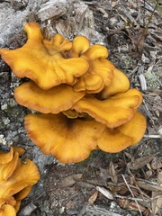 Omphalotus subilludens