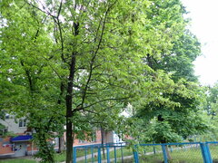 Acer negundo