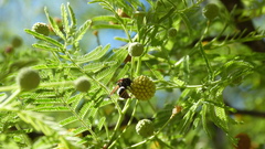 Brachygastra lecheguana
