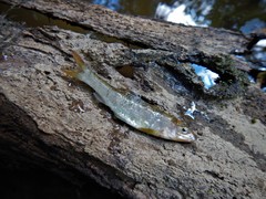 Campostoma oligolepis