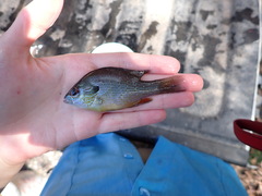 Lepomis aquilensis