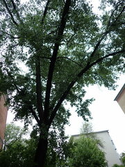 Populus nigra