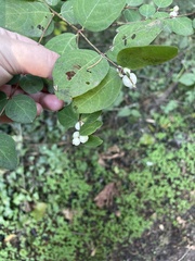 Symphoricarpos
