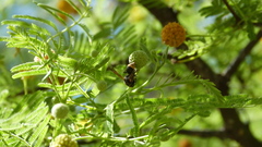 Brachygastra lecheguana