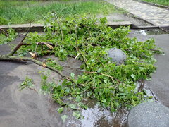 Populus nigra