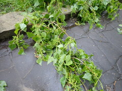 Populus nigra