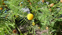 Vachellia aroma