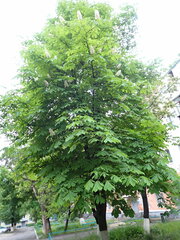 Aesculus hippocastanum
