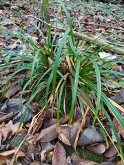 Carex sylvatica