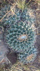 Mammillaria magnimamma