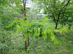 Robinia pseudoacacia