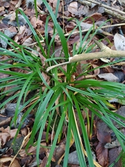 Carex sylvatica