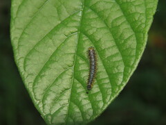Symphyta