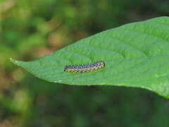 Symphyta