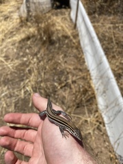 Aspidoscelis hyperythrus beldingi