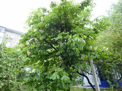 Aesculus hippocastanum