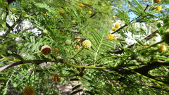 Brachygastra lecheguana