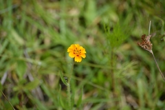 Tridax trilobata